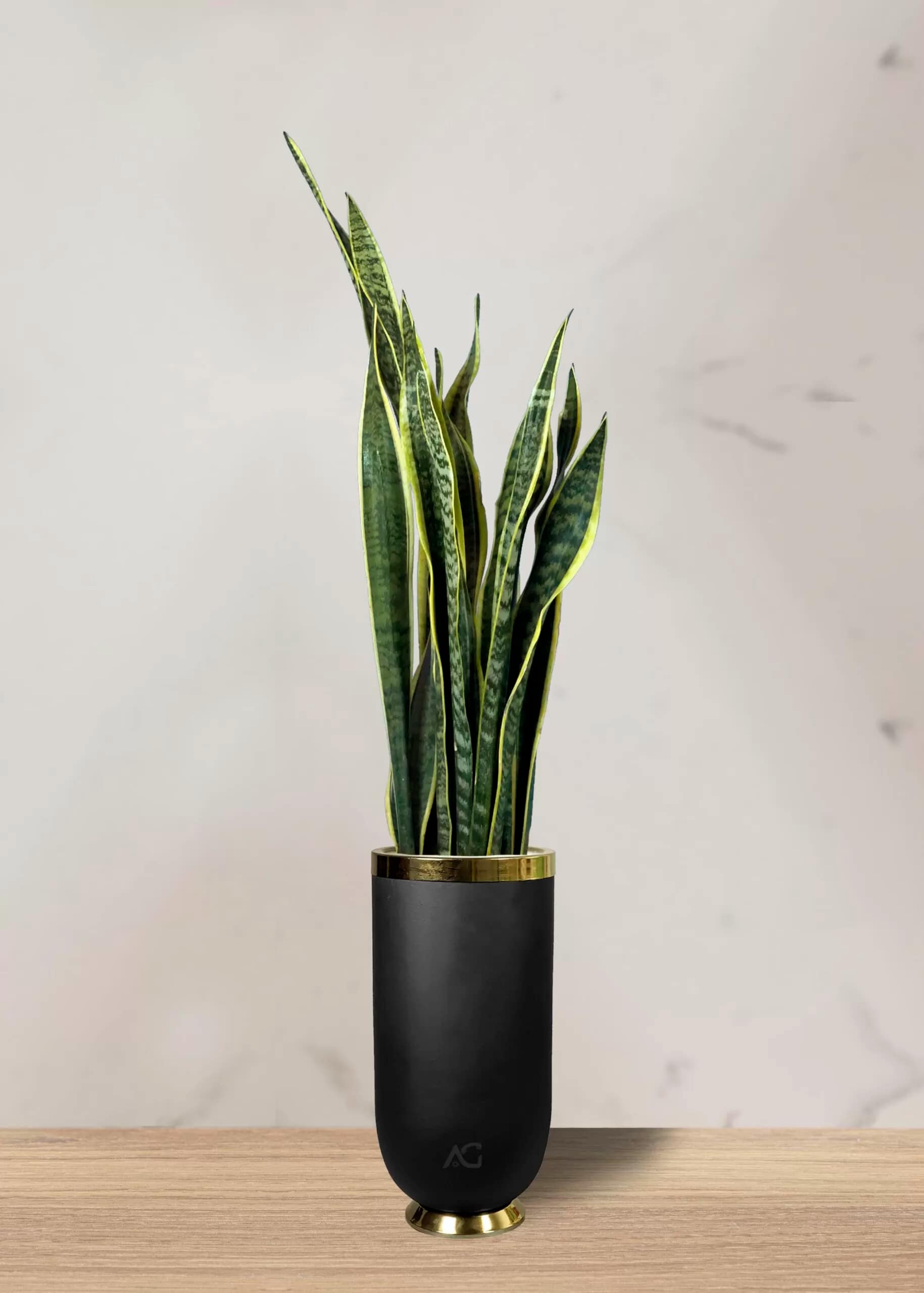 گلدان سانسوریا